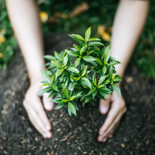 Photo d'une jeune plante choyée par deux mains bienveillantes